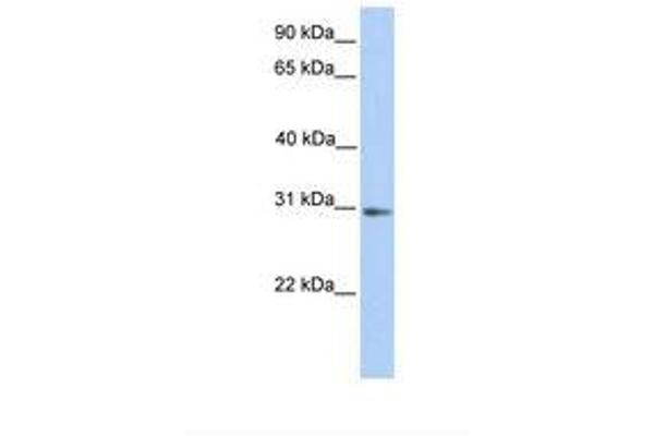 ABHD13 antibody  (AA 74-123)