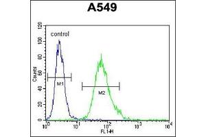 Flow Cytometric analysis of A549 cells using SCEL Antibody (Center) Cat. (SCEL antibody  (Middle Region))