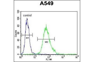 Flow Cytometric analysis of A549 cells using SCEL Antibody (Center) Cat.