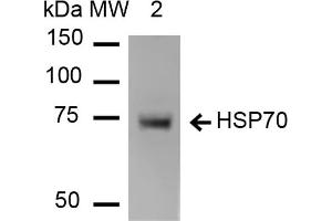 Western Blot analysis of Human Heat shocked HeLa cell lysates showing detection of HSP70 protein using Mouse Anti-HSP70 Monoclonal Antibody, Clone 1H11 . (HSP70 antibody  (Biotin))