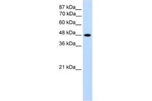 Western Blotting (WB) image for anti-Transcription Factor AP-2 gamma (Activating Enhancer Binding Protein 2 Gamma) (TFAP2C) antibody (ABIN2461691)