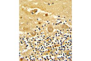 Formalin-fixed and paraffin-embedded human cerebellum reacted with GARP Antibody (Center), which was peroxidase-conjugated to the secondary antibody, followed by DAB staining. (LRRC32 antibody  (AA 234-260))