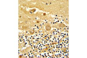 Formalin-fixed and paraffin-embedded human cerebellum reacted with GARP Antibody (Center), which was peroxidase-conjugated to the secondary antibody, followed by DAB staining. (LRRC32 antibody  (AA 234-260))