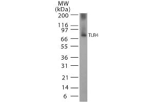 Western Blotting (WB) image for anti-Toll-Like Receptor 4 (TLR4) (AA 420-435) antibody (ABIN361724)