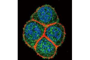 Confocal immunofluorescent analysis of HNF4A Antibody with Hela cell followed by Alexa Fluor 488-conjugated goat anti-rabbit lgG (green). (HNF4A antibody  (AA 281-312))