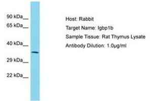 Image no. 1 for anti-Immunoglobulin (CD79A) Binding Protein 1b (IGBP1B) (AA 151-200) antibody (ABIN6750466) (IGBP1B antibody  (AA 151-200))