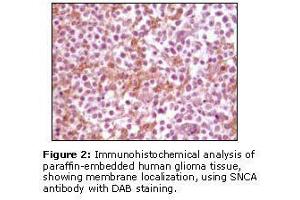 Image no. 1 for anti-Synuclein, alpha (SNCA) antibody (ABIN232104) (SNCA antibody)