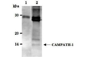 Western Blotting (WB) image for anti-CD52 (CD52) antibody (ABIN1449230) (CD52 antibody)