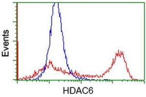 Image no. 3 for anti-Histone Deacetylase 6 (HDAC6) antibody (ABIN1498618) (HDAC6 antibody)