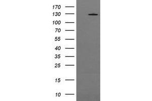 Image no. 1 for anti-Phosphoinositide-3-Kinase, Catalytic, gamma Polypeptide (PIK3CG) antibody (ABIN1500210) (PIK3 gamma antibody)