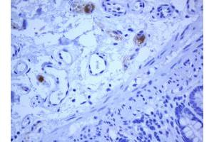 Image no. 1 for anti-Transmembrane Protein 173 (TMEM173) antibody (ABIN1501427) (STING/TMEM173 antibody)