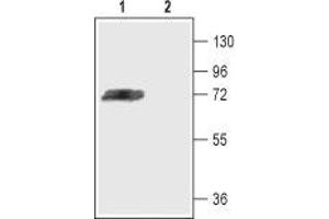 Western blot analysis of rat brain membranes: - 1. (KCND3 antibody  (Intracellular))