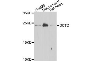 Western blot analysis of extracts of various cell lines, using DCTD antibody. (DCMP Deaminase (DCTD) antibody)