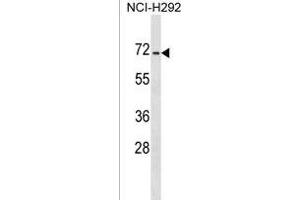 DACT3 Antibody (N-term) (ABIN1539050 and ABIN2849121) western blot analysis in NCI- cell line lysates (35 μg/lane). (DACT3 antibody  (N-Term))
