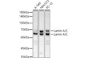 Western blot analysis of extracts of various cell lines, using [KO Validated] Lamin A/C Rabbit mAb antibody (ABIN7268177) at 1:500000 dilution. (Lamin A/C antibody)