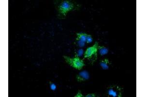Anti-EFNA2 mouse monoclonal antibody (ABIN2452975) immunofluorescent staining of COS7 cells transiently transfected by pCMV6-ENTRY EFNA2 (RC213728). (Ephrin A2 antibody)