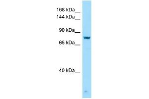 WB Suggested Anti-GPRC6A Antibody Titration: 1. (GPRC6A antibody  (C-Term))