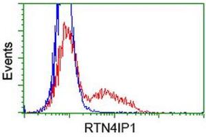 HEK293T cells transfected with either RC202957 overexpress plasmid (Red) or empty vector control plasmid (Blue) were immunostained by anti-RTN4IP1 antibody (ABIN2454316), and then analyzed by flow cytometry. (RTN4IP1 antibody)