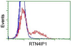 HEK293T cells transfected with either RC202957 overexpress plasmid (Red) or empty vector control plasmid (Blue) were immunostained by anti-RTN4IP1 antibody (ABIN2454316), and then analyzed by flow cytometry. (RTN4IP1 antibody)