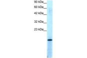 Western Blotting (WB) image for anti-Activated RNA Polymerase II Transcriptional Coactivator p15 (SUB1) antibody (ABIN2463866) (SUB1 antibody)