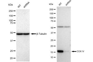 Western blotting analysis using COX IV antibody (ABIN7798246).