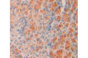 IHC-P analysis of Mouse Tissue, with DAB staining. (SHC2 antibody  (AA 98-302))