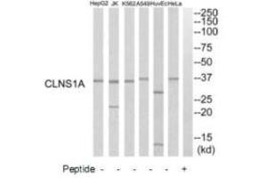 Western blot analysis of extracts from HuvEc cells, K562 cells, HeLa cells, HepG2 cells, A549 cells and Jurkat cells, using CLNS1A antibody.
