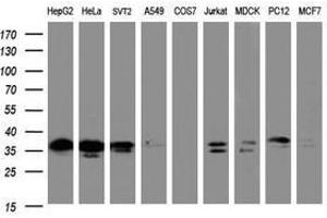 Image no. 2 for anti-Jun Proto-Oncogene (JUN) antibody (ABIN1498943) (C-JUN antibody)