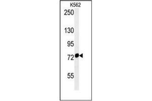 Western blot analysis of Grp75 / HSPA9 Antibody (Center) in K562 cell line lysates (35ug/lane). (HSPA9 antibody  (Middle Region))