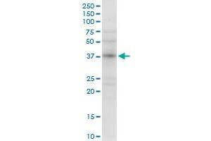 NMI MaxPab rabbit polyclonal antibody. (NMI antibody  (AA 1-307))