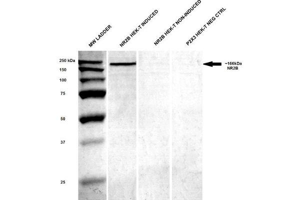 GRIN2B antibody  (AA 20-271) (FITC)