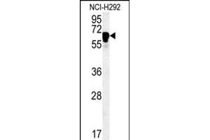 TTC26 Antibody (C-term) (ABIN651518 and ABIN2840274) western blot analysis in NCI- cell line lysates (35 μg/lane).
