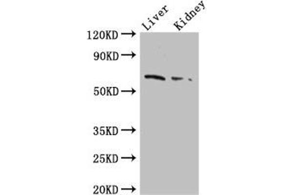 FZD9 antibody  (AA 23-229)