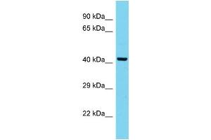 Host: Rabbit Target Name: MARC2 Sample Type: HepG2 Whole Cell lysates Antibody Dilution: 1. (MARC2 antibody  (C-Term))