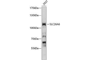 Western blot analysis of extracts of 293T cells, using SLC26 antibody (ABIN6129129, ABIN6147938, ABIN6147939 and ABIN6214535) at 1:1000 dilution.