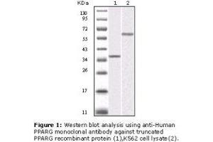 Image no. 2 for anti-Peroxisome Proliferator-Activated Receptor gamma (PPARG) antibody (ABIN232120) (PPARG antibody)