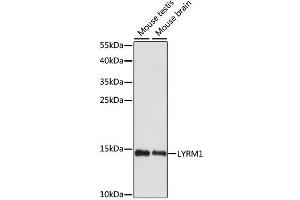 Western blot analysis of extracts of various cell lines, using LYRM1 antibody (ABIN6292543) at 1:1000 dilution.