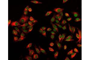 IF analysis of EXOSC8 using anti-EXOSC8 antibody (ABIN7601850). (EXOSC8 antibody  (AA 49-216))