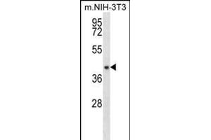 NUDT9 Antibody (C-term) (ABIN656174 and ABIN2845504) western blot analysis in mouse NIH-3T3 cell line lysates (35 μg/lane). (NUDT9 antibody  (C-Term))