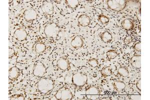 Immunostaining (ISt) image for anti-Hairy/enhancer-of-Split Related with YRPW Motif-Like (HEYL) (AA 221-327) antibody (ABIN525732)