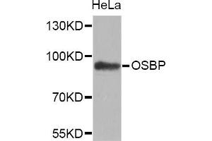 OSBP 抗体  (AA 508-807)