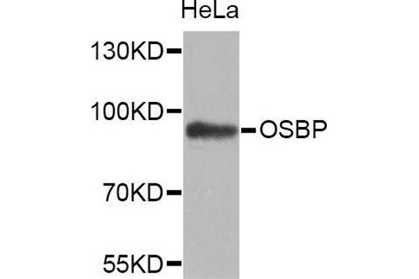 OSBP antibody  (AA 508-807)