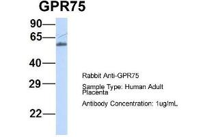 Host:  Rabbit  Target Name:  GPR75  Sample Type:  Human Adult Placenta  Antibody Dilution:  1. (GPR75 antibody  (Middle Region))