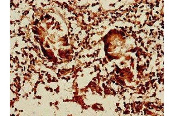 DCTN5 antibody  (AA 1-182)