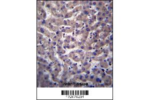 PTGR2 Antibody immunohistochemistry analysis in formalin fixed and paraffin embedded human liver tissue followed by peroxidase conjugation of the secondary antibody and DAB staining.