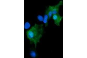 Image no. 2 for anti-Growth Arrest and DNA-Damage-Inducible, gamma (GADD45G) antibody (ABIN1497604) (GADD45G antibody)