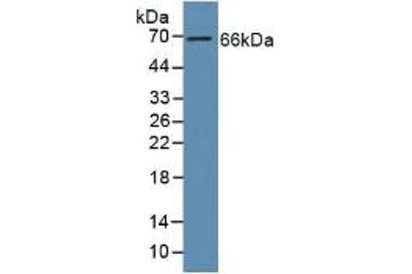 GAS6 antibody  (AA 136-311)