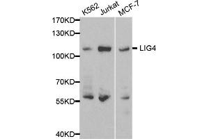Western blot analysis of extracts of various cell lines, using LIG4 antibody (ABIN5970873) at 1/500 dilution. (LIG4 antibody)