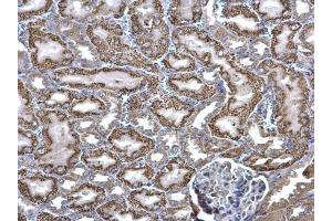 IHC-P Image ACADM antibody detects ACADM protein at mitochondria on mouse kidney by immunohistochemical analysis. (Medium-Chain Specific Acyl-CoA Dehydrogenase, Mitochondrial (Center) antibody)