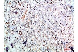 Immunohistochemical analysis of paraffin-embedded human-kidney, antibody was diluted at 1:200 (DLEU7 antibody  (AA 51-100))